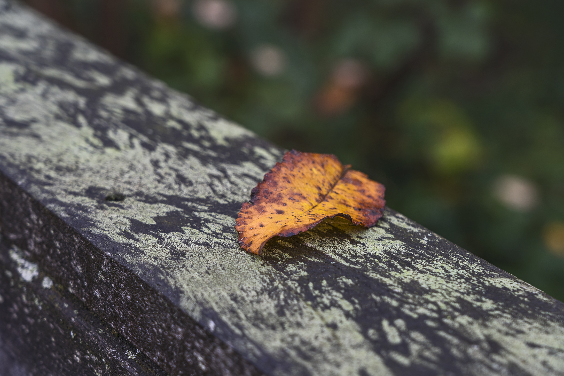 2020-11-08 13-48-23 - Nature outdoor fog dust 11112020 16.jpg