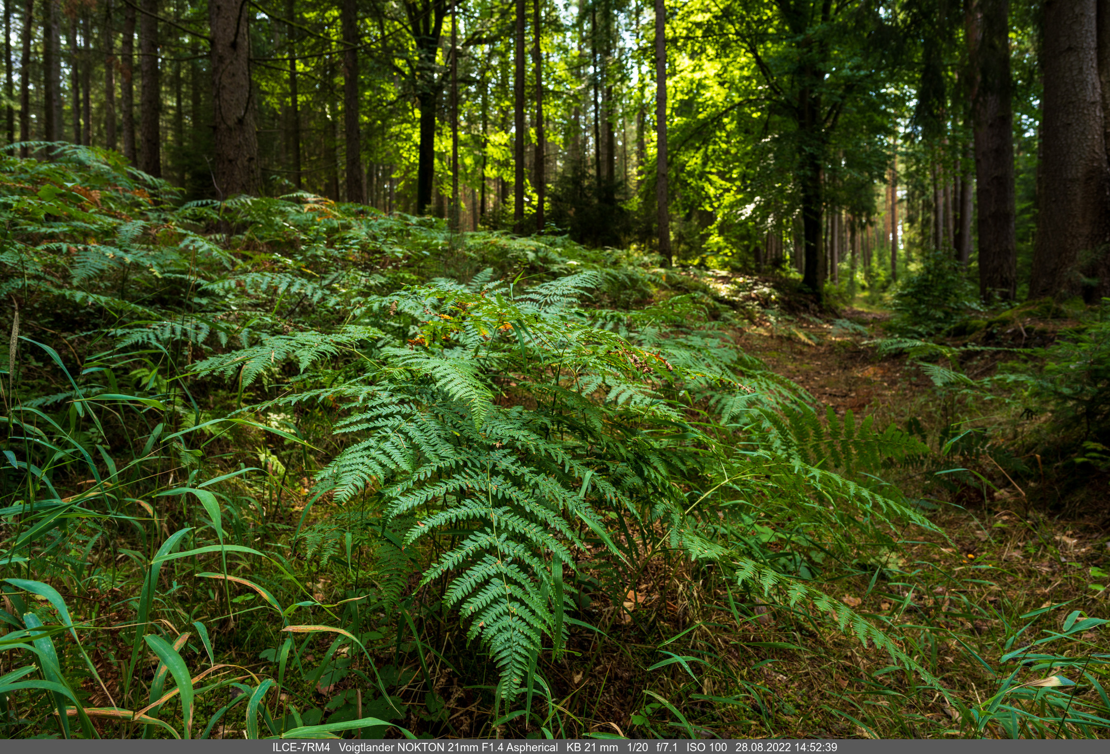 2022-08-28_14-52-39_ILCE-7RM4_21 Wanderung Hummelshain.jpg