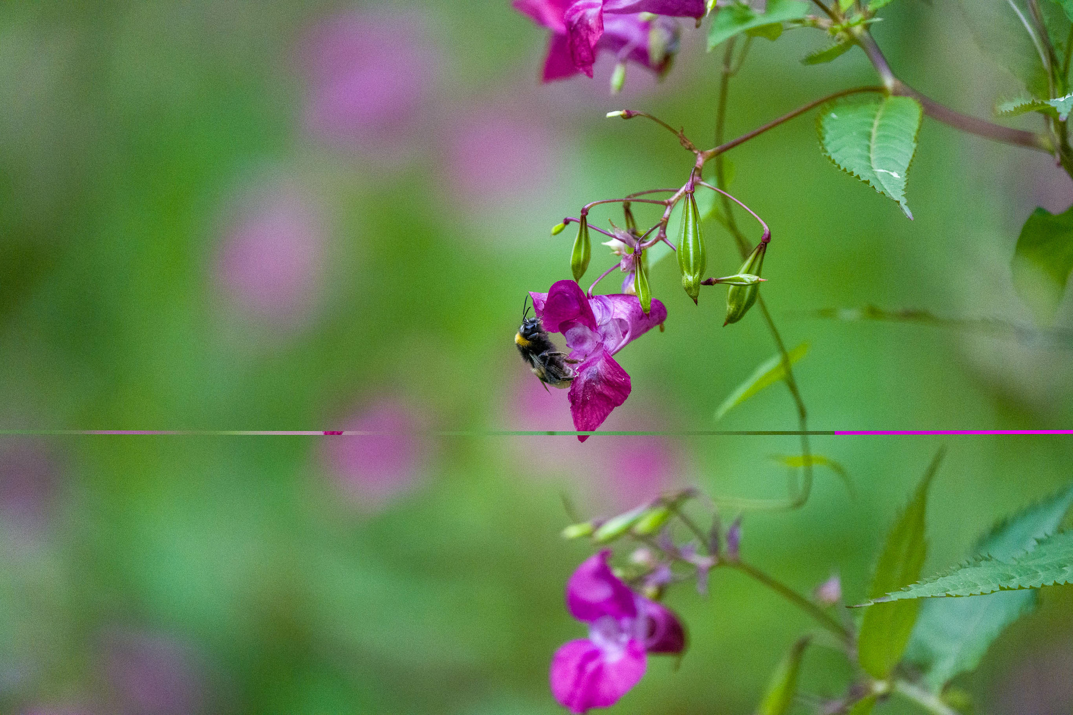 16. September 2022WOLF-106583.jpg