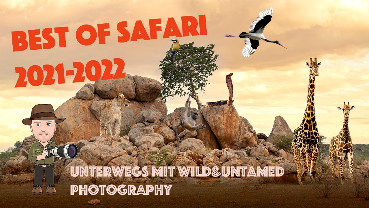 1462177316_BestofSafari2021-2022_Thumbnail.jpg.534ecdf03ca3d6ef3751c2d7d45d392e.jpg