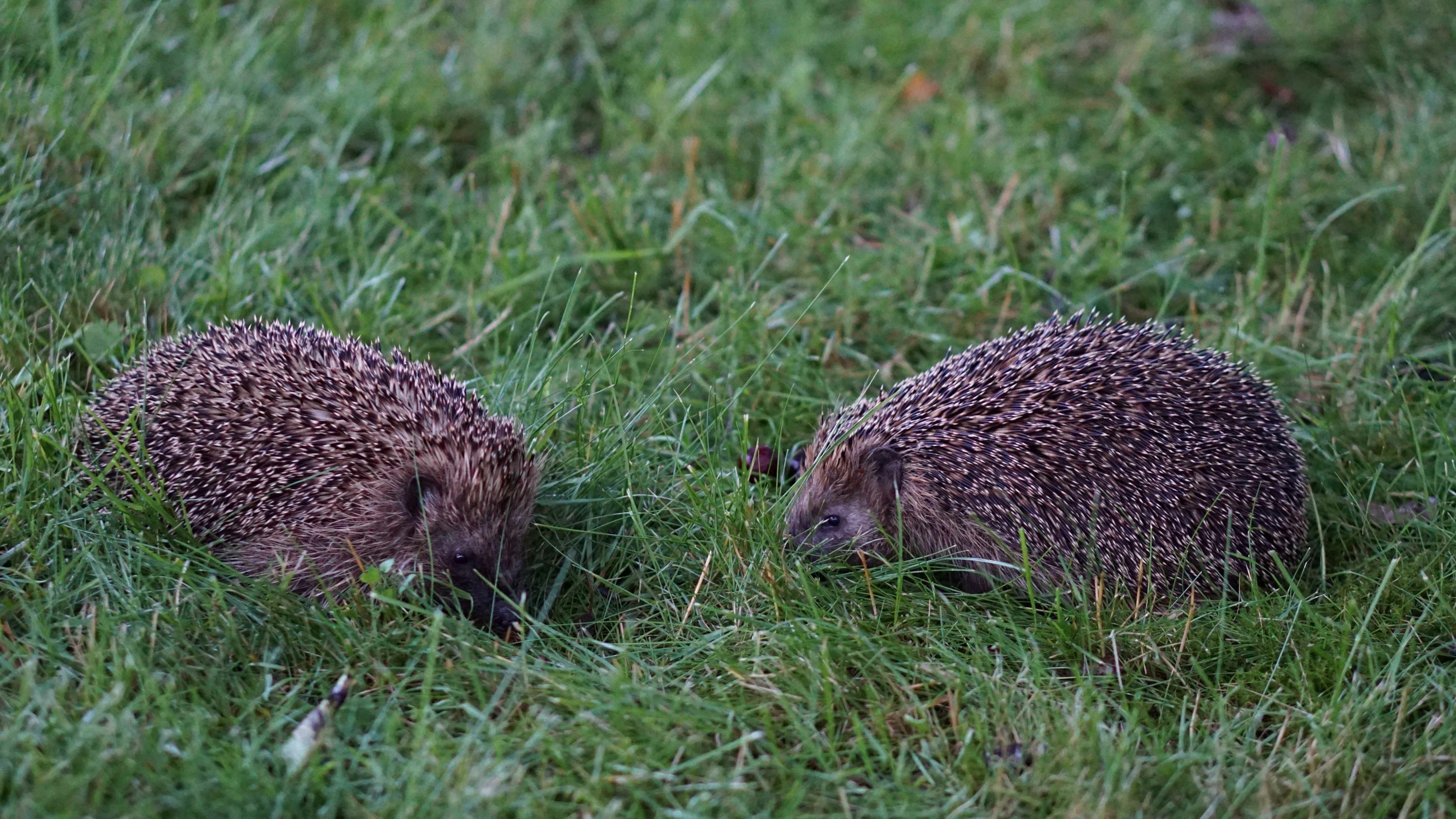 Igel im Garten 40p.jpg