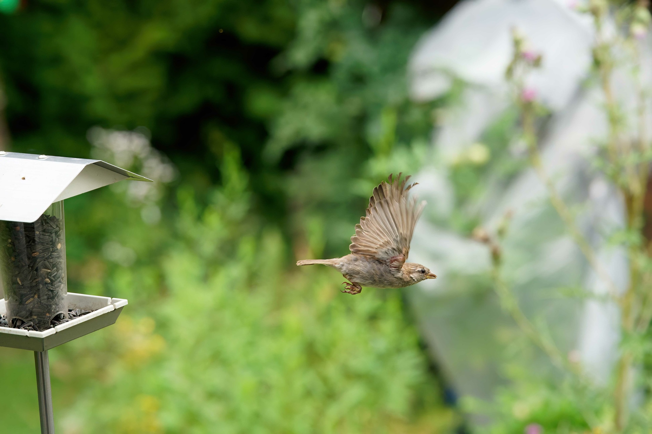 2023-07-31 09-31-10 - PVC08808-forumsgröße.jpg