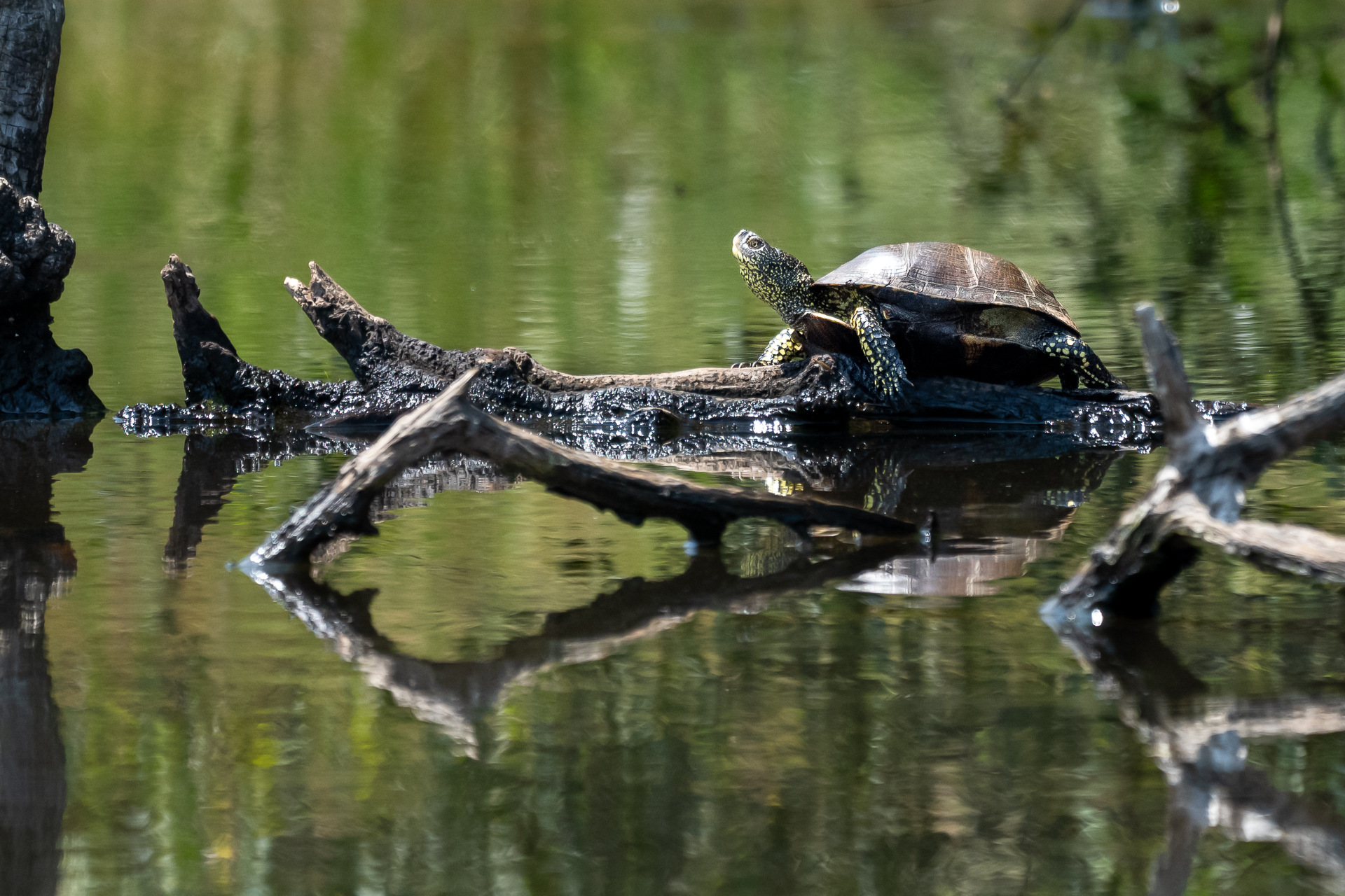 Sony Alpha Forum_Las Médulas, Lago SomidoA1_07736.JPG