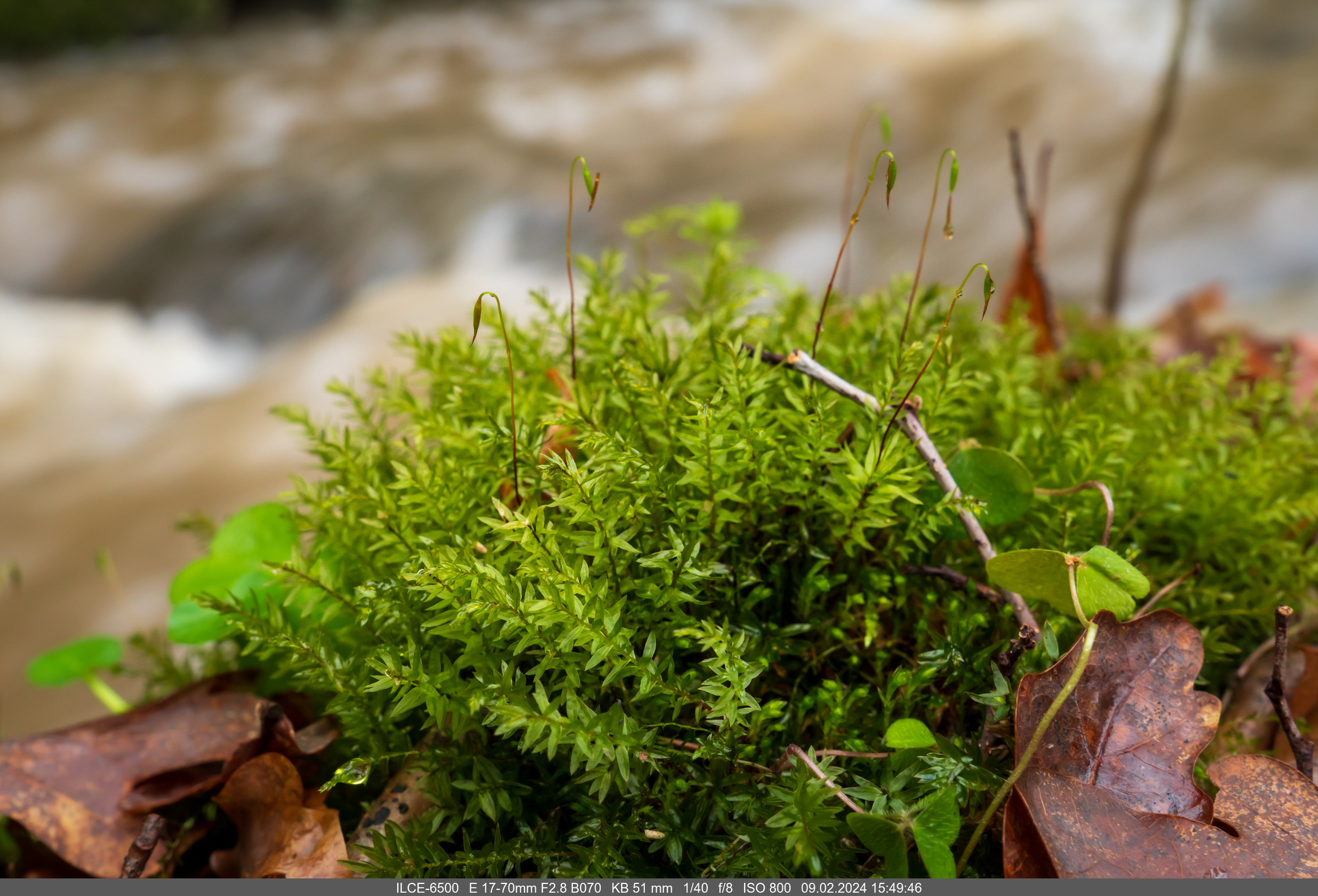 2024-02-09_15-49-46_ILCE-6500_34 Wanderung Weiher SRO.jpg