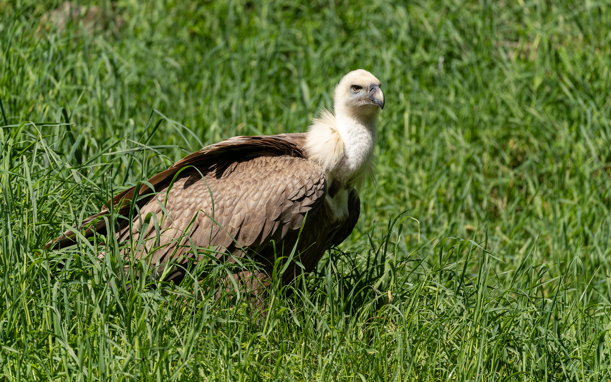 Fuß Mit Krallen Bei Greifvögel 5 Buchstaben Greifvögel - nicht wildlife - Flugshows usw. zum mitmachen - Tier